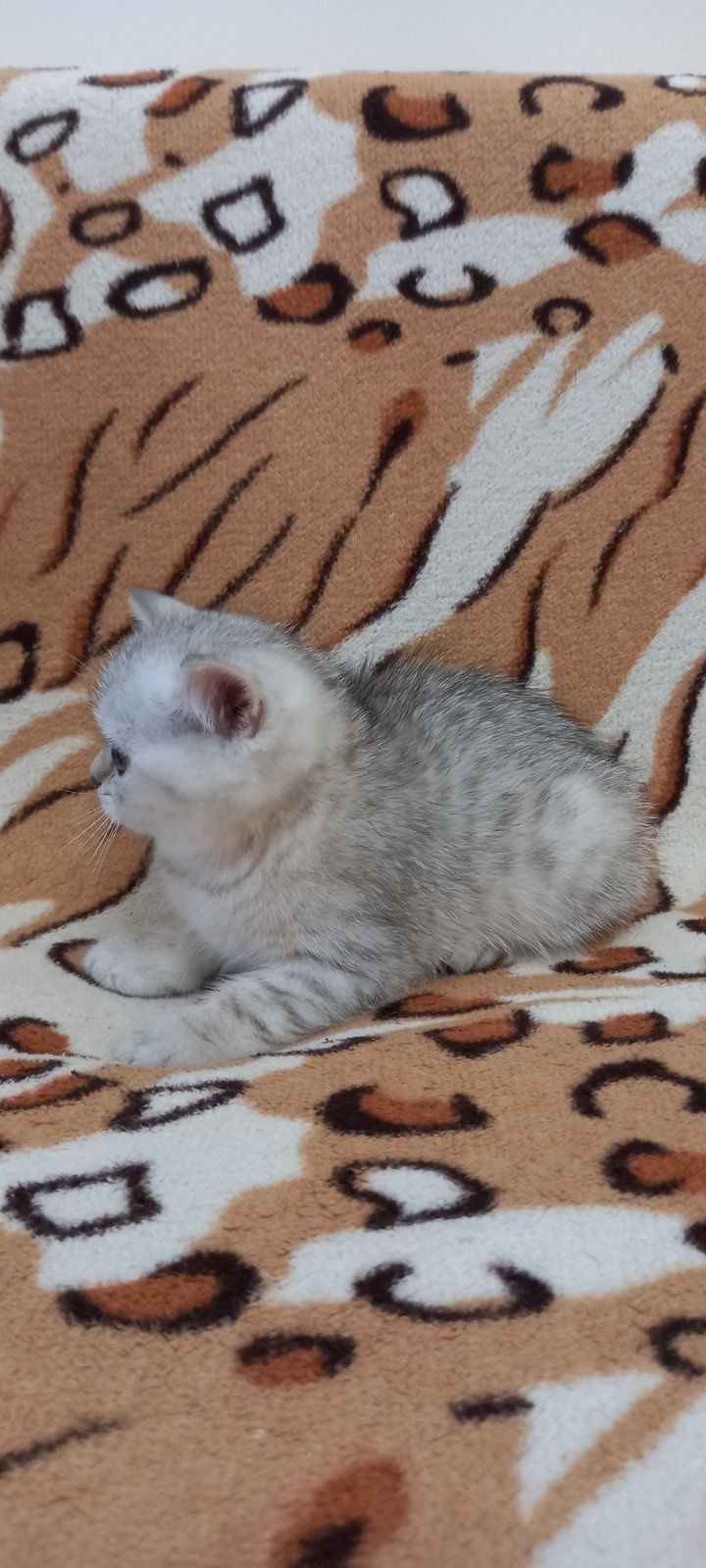 Шотландские вислоухие котята .