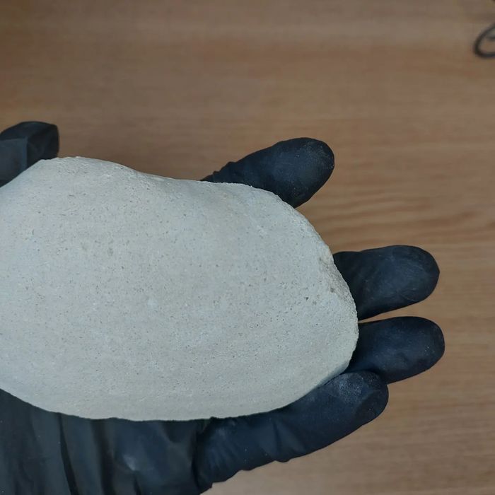 Скам'янілі молюски Panopea