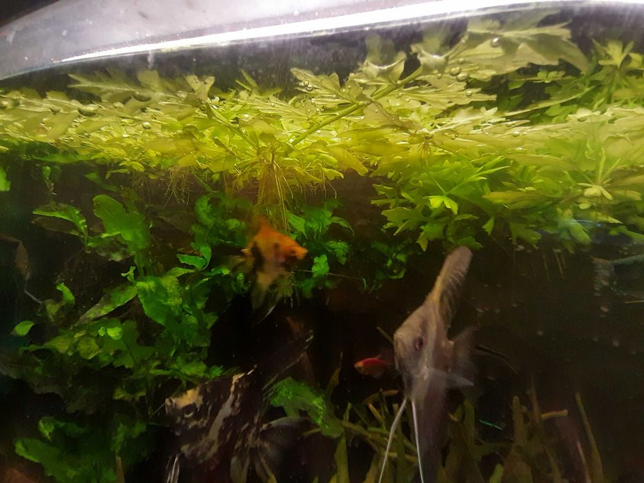 Sprzedam mech, paprotki, 2 rodzaje kryptokoryny miks 4 roślin 15 zł