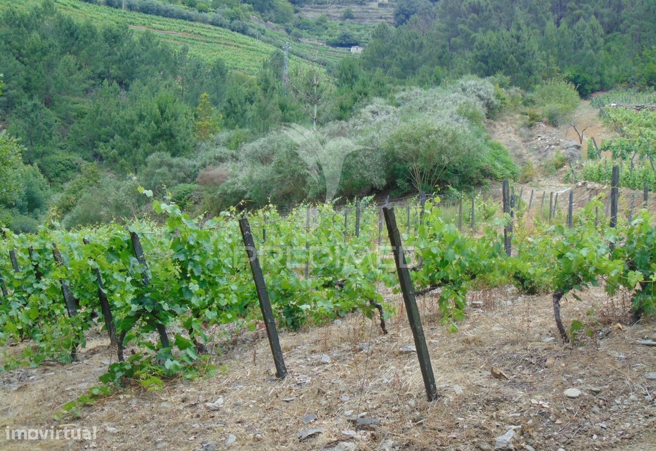 Quinta c/ vinha em produção em Santa Marta de Penaguião