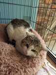 Delikatny kotek Klaus poleca się do adopcji