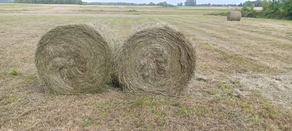 Siano w kulkach 120x120