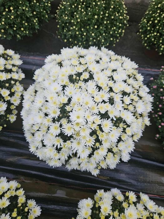 Sprzedam chryzantemy