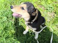 Szczeniak NALA do adopcji