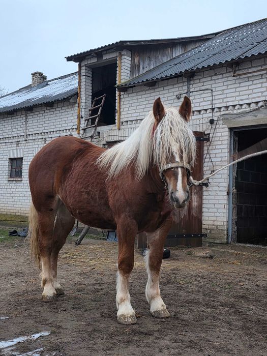Sprzedam Źrebówkę Zimnokrwistą