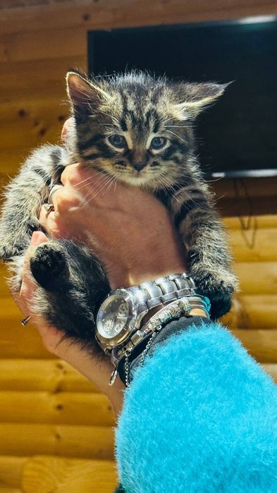 Ищет родителей котенок Барсик