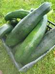 Cukinia Bio Eko 2,5 kg
