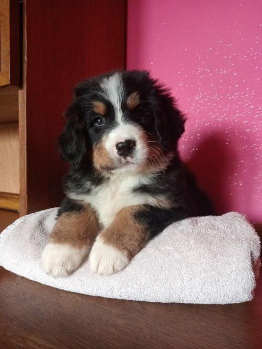 Berneński pies pasterski