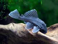 L239 Baryancistrus Beggini 7-8cm - Panaque Azul