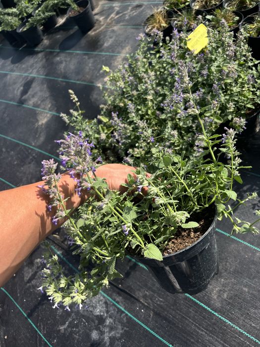 Продам котовник фіолетовий, котяча мята, багаторічник  на осмокоті!