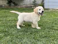 Golden Retriever com Lop e afixo