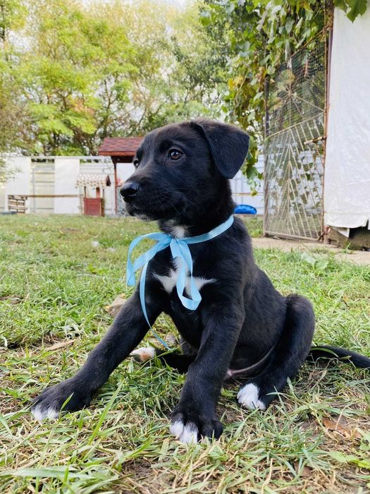 RICZI szuka domu. Uratowany w Bułgarii