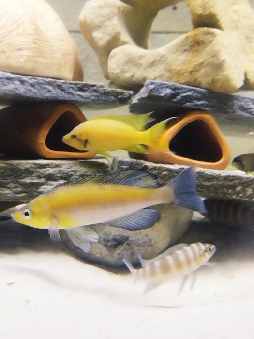 Cyprichromis microlepidotus mikimdu tanganika