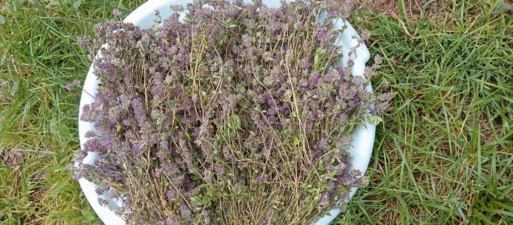 Чебрець ( Thymus serpyllum )