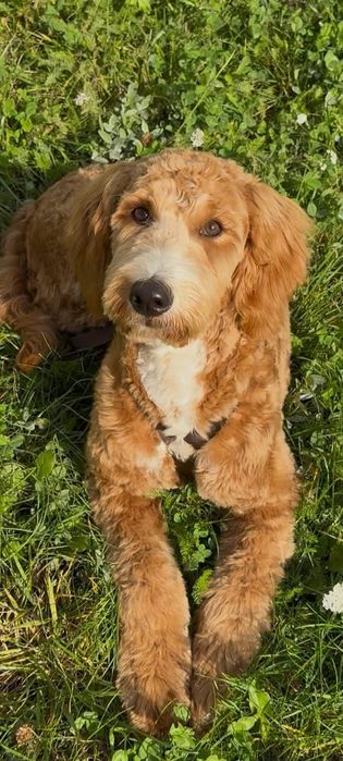 Goldendoodle F1 цуценята в наявності. Київ