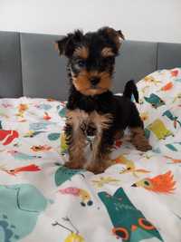 Suczka Yorkshire terrier,  czarno zlota