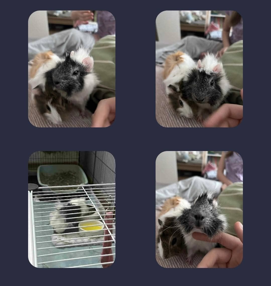Do adopcji świnki morskie