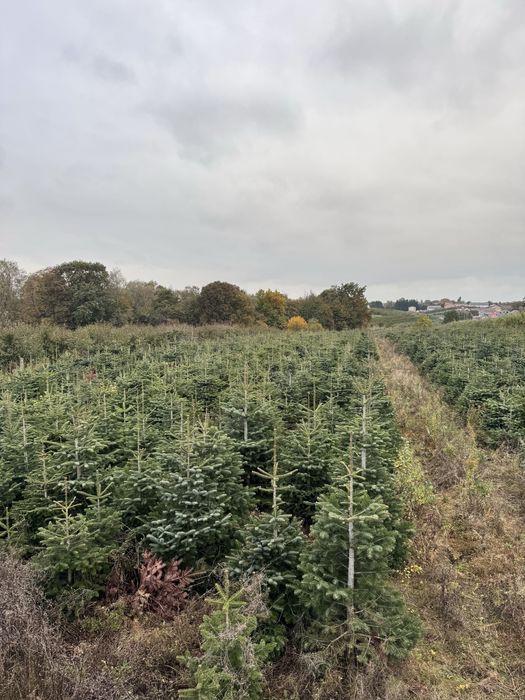 PRODUCENT Jodła kaukaska, gałęzie