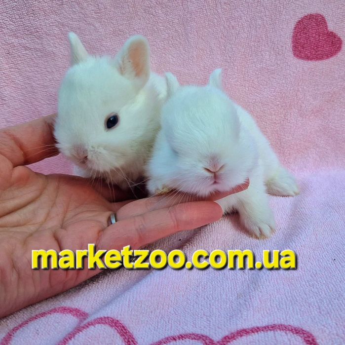 Міні кролик породи Гермелін | Відкрита бронь, карликовые кролики