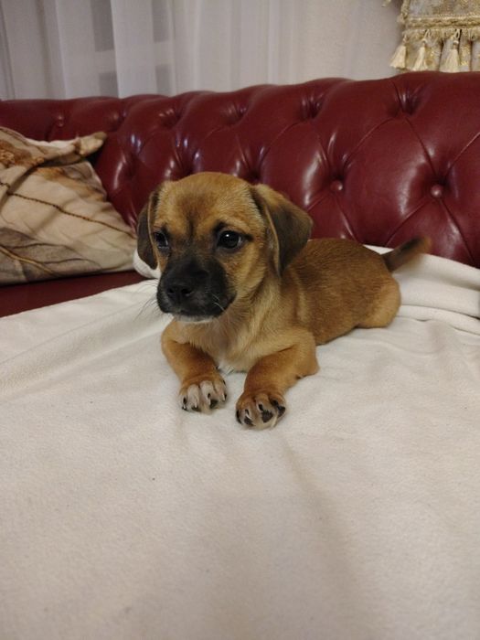 Żelek cudowny szczeniak szuka domu