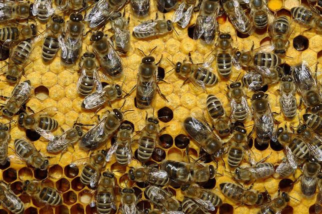 Пчелопакеты, бджолопакети, пакети 2023 карпатка