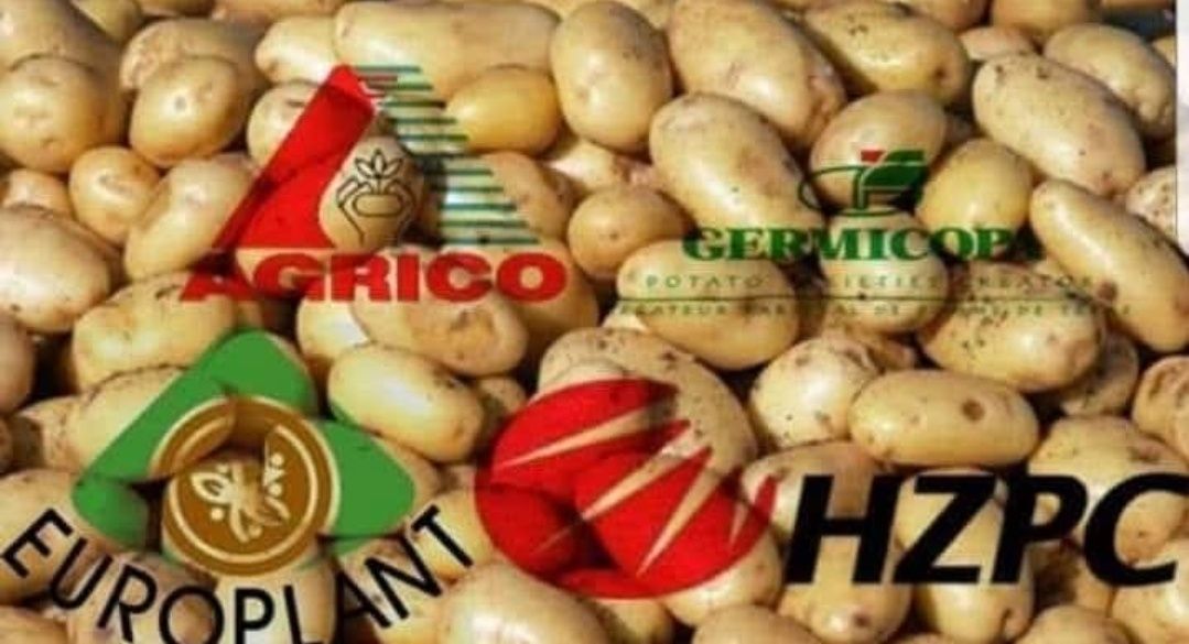 Batata semente 25kg
