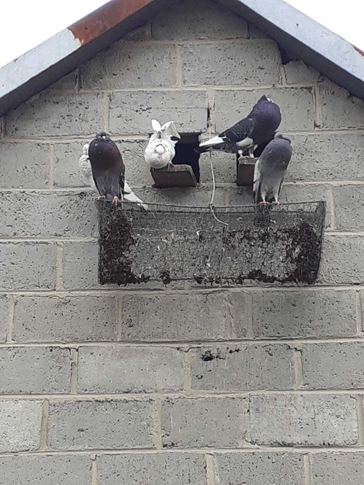 Sprzedam Garłacze Koroniaste