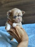 CHIHUAHUA długowłosy chłopiec :)