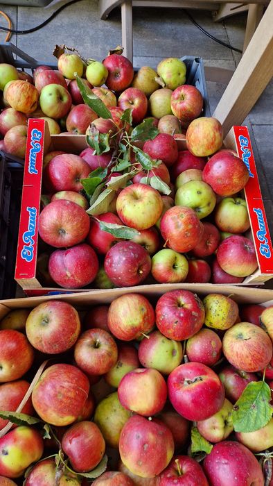 Jabłka Szczecin Dąbie eko 3 zł kg