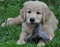 Golden retriever pieski