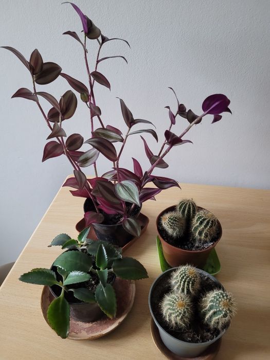 Kwiaty doniczkowe kaktus trzykrotka żyworódka