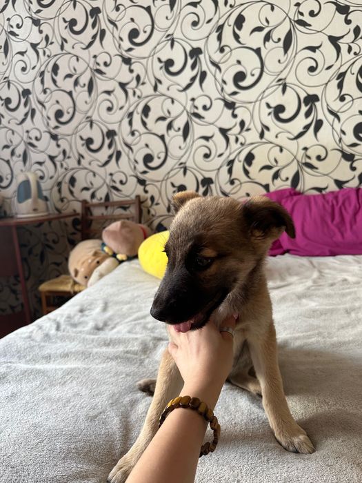 Щенок в хорошие руки