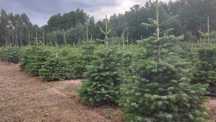 Jodła kaukaska kopana donica,plantacja choinek od producenta, choinki