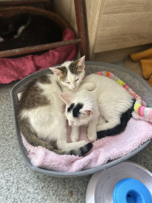 Ostoja mruczków kot Danio do adopcji