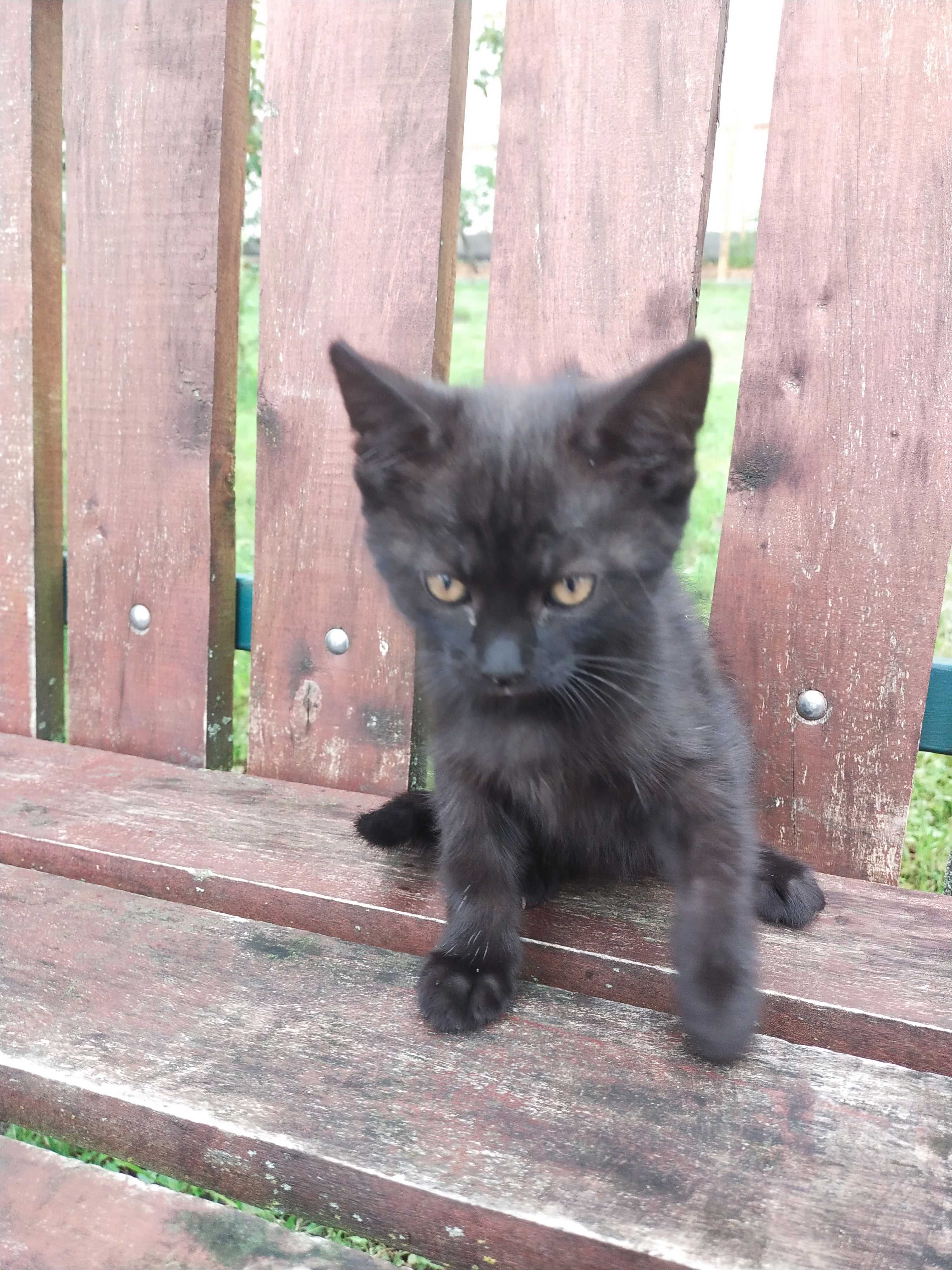 Kotek do adopcji