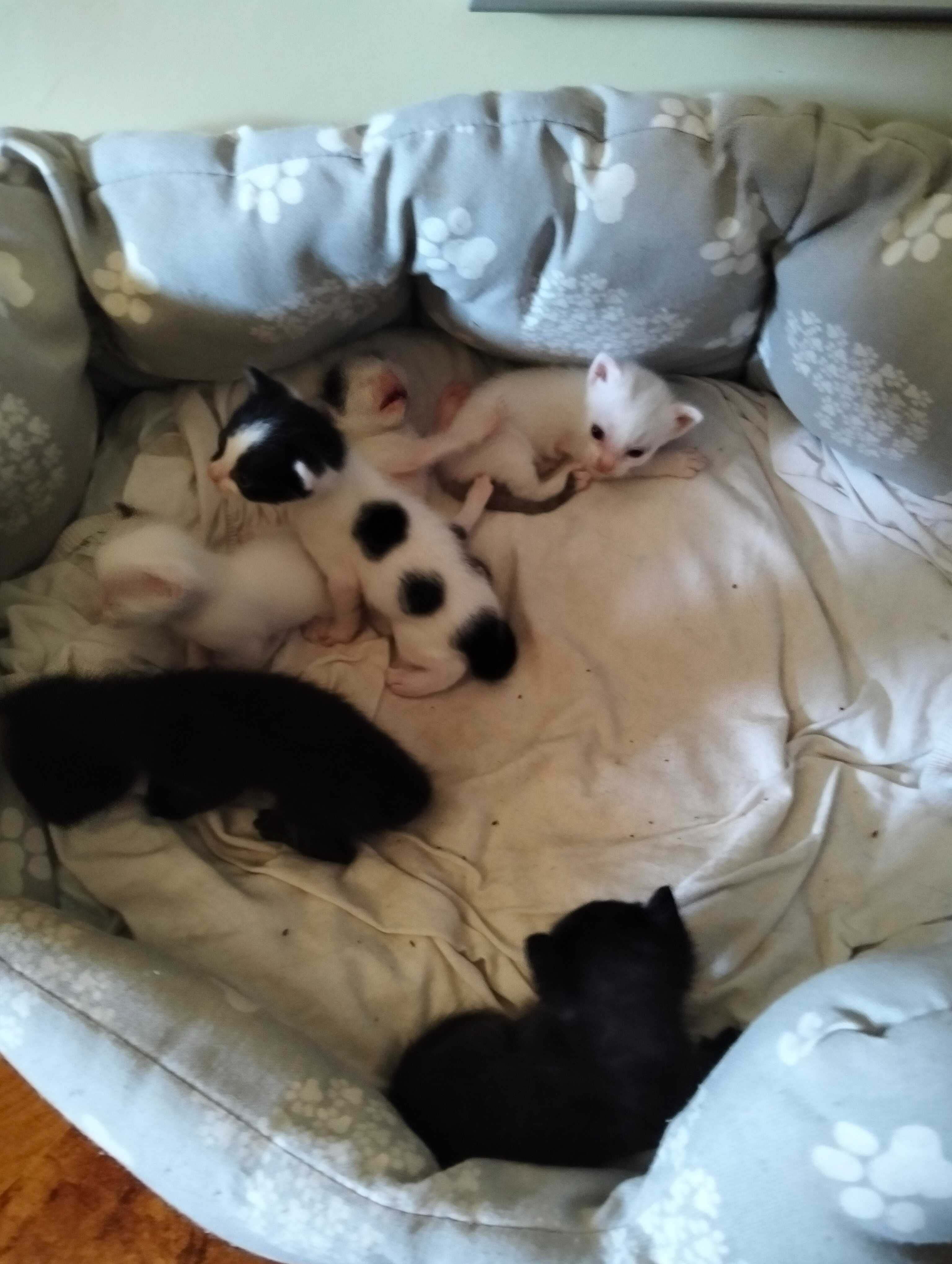 Gatinhos para adoção