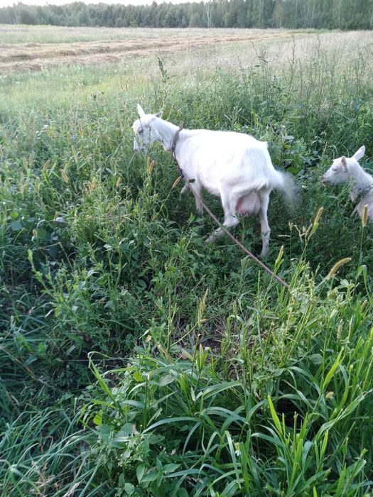 Коза(1.5роки) її козеня(6місяців)