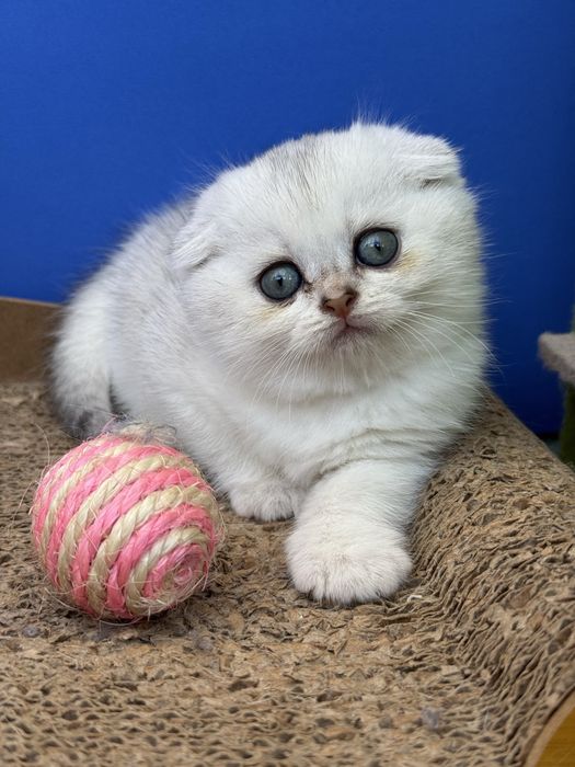 Menina scottish fold
