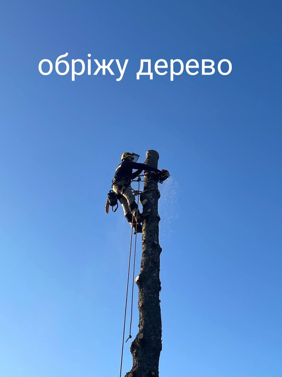 Обріжу дерево,зрізка ,зріжу ,поріжу дерево.