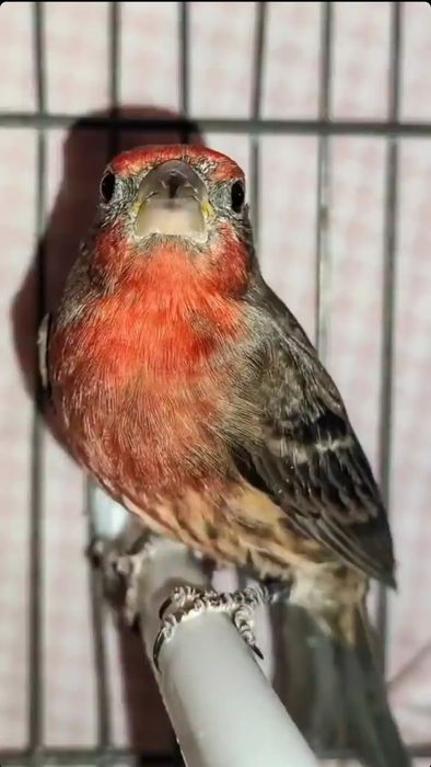 Pintarroxo do México