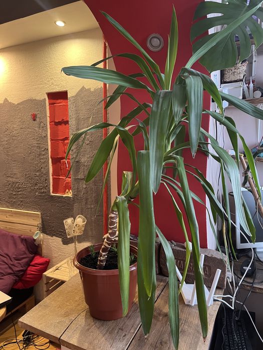 Юка кімнатна