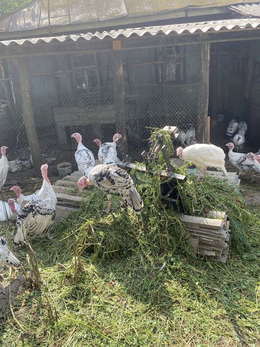 Продам молодих індиків