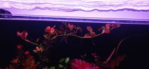 Ludwigia repens roślina akwariowa
