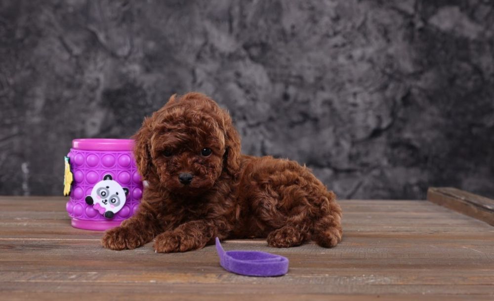 Ekskuzywna Suczka Pudel Toy Red Brown