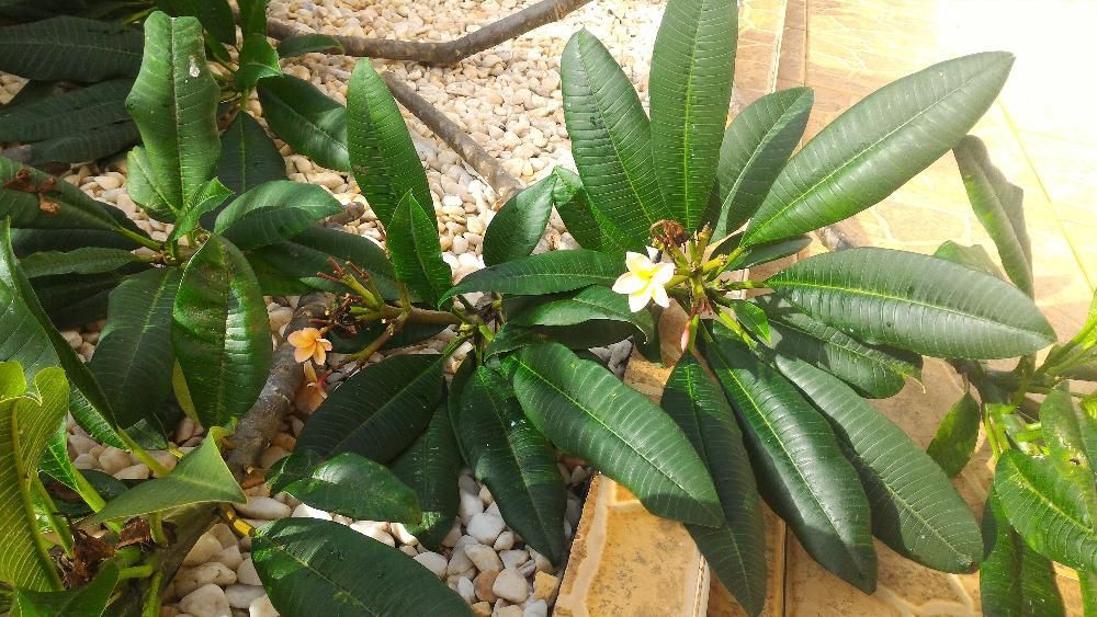 Plumeria rubra / Frangipani ou Jasmin Manga.