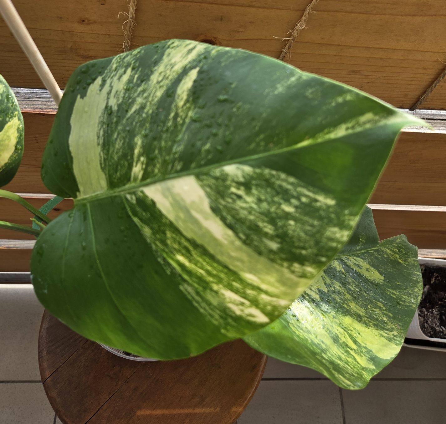 Monstera Aurea-Marmorata.