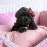 Maltipoo piesek gotowy do odbioru