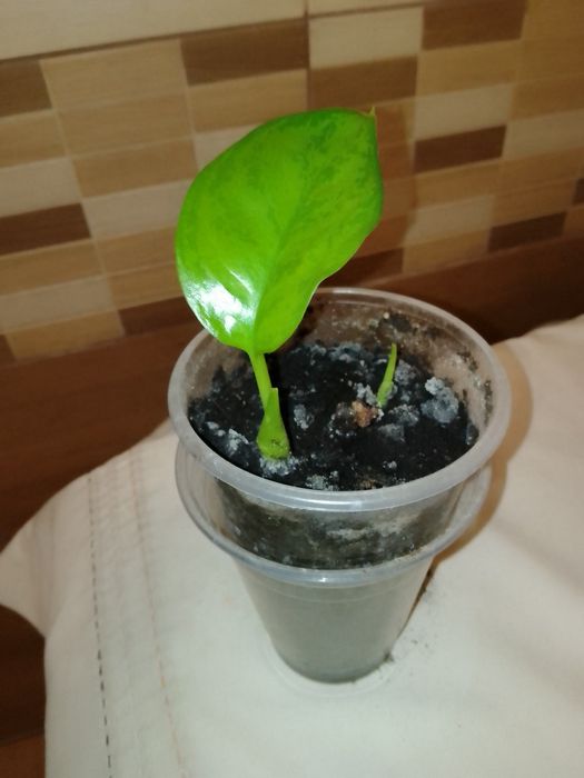 Аглаонема, Еппіпремнум, Епісція, Маранта, Агава