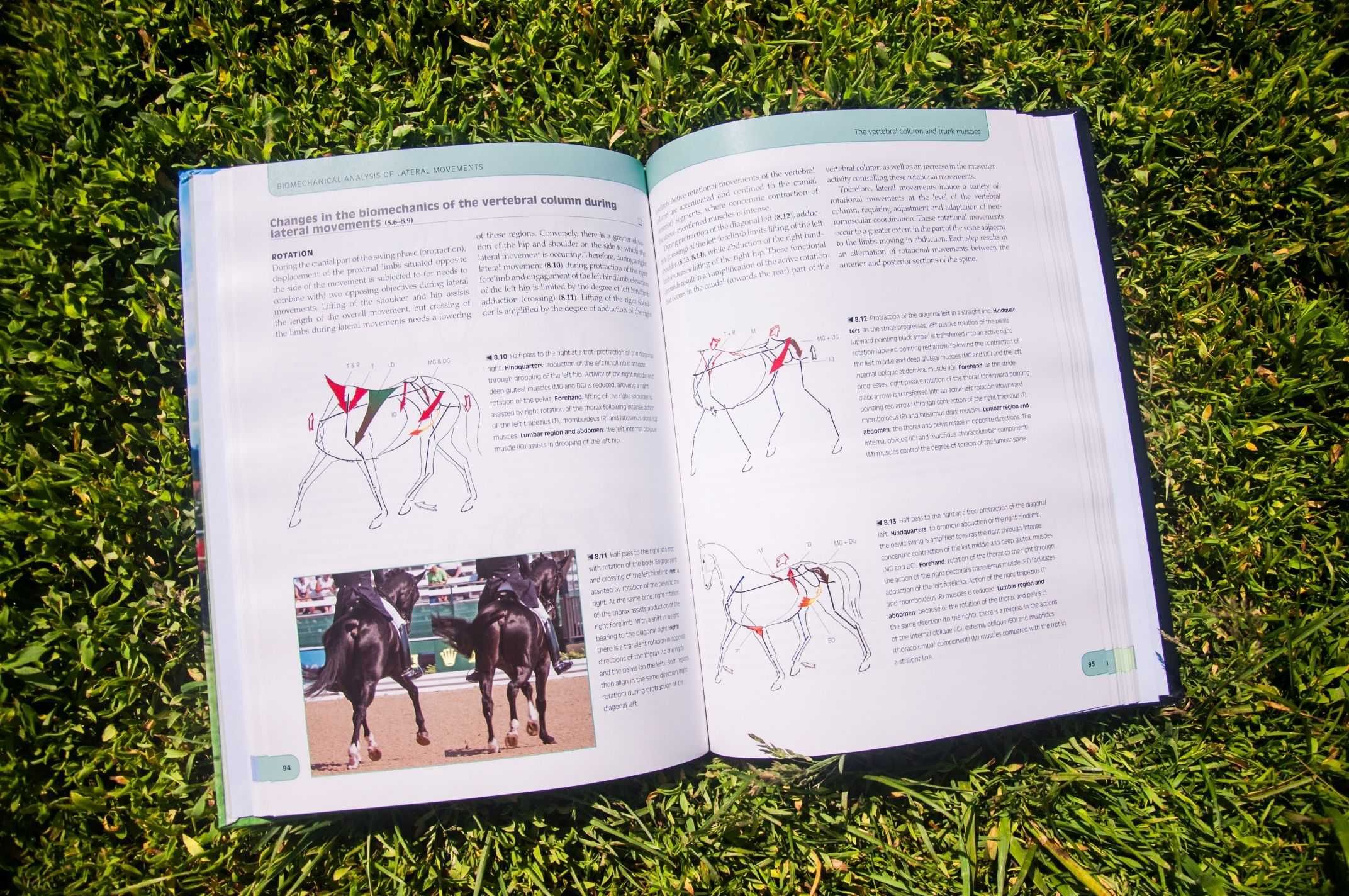 Biomechanics and Physical Training of the Horse