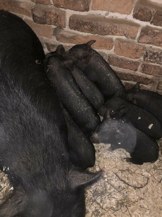 В'єтнамськи поросята